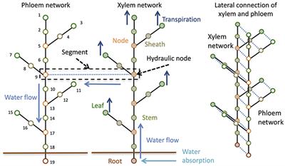 A Model of Silicon Dynamics in Rice: An Analysis of the Investment Efficiency of Si Transporters